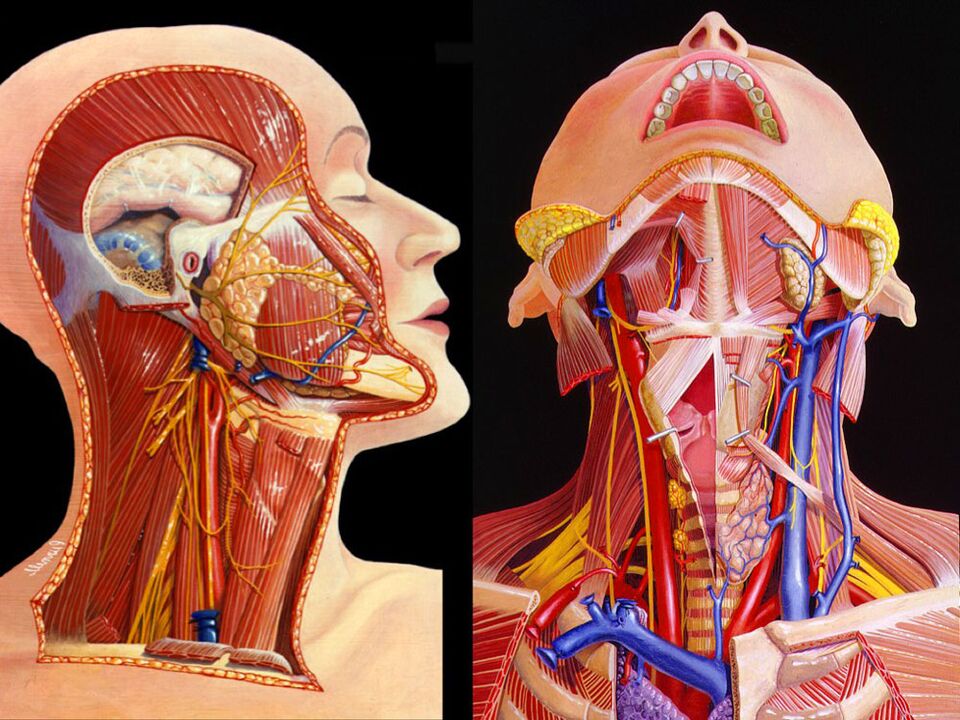 анатомія шыі
